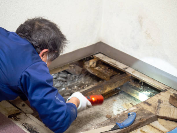 Best Kitchen Mold Remediation in Morada, CA