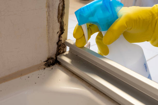 Best Mold Testing and Inspection Services in Morada, CA
