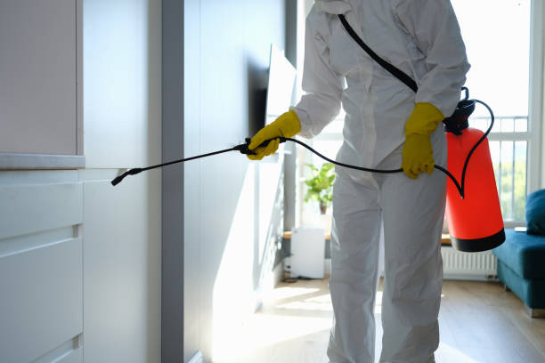 Best Black Mold Remediation in Morada, CA