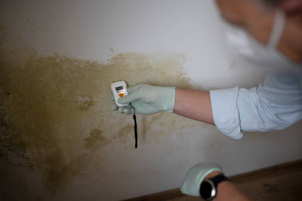 Best Basement Mold Remediation in Morada, CA