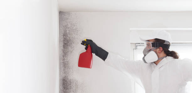 Best Industrial Mold Remediation in Morada, CA