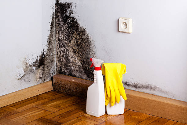 Reliable Morada, CA Mold Remediation Solutions