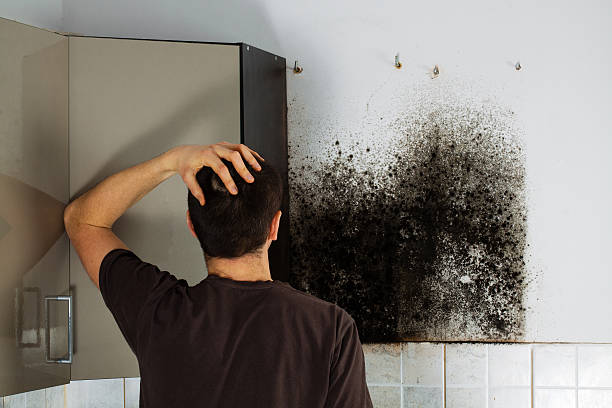 Best DIY Mold Remediation Support Services in Morada, CA